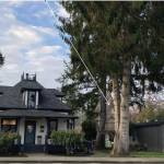 A photo of Aroma Coffee Co. with a mockup of the future treehouse. (Courtesy of Nelson Treehouse)