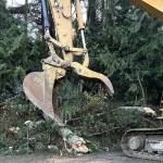 Crews work to cleanup trees on State Route 18 after the windstorm Nov. 19-20, 2024. (Courtesy of Washington State Patrol Trooper Rick Johnson)
