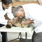 Volunteer veterinary staff help out at a free vaccination clinic hosted by Valley Animal Partners. Photo by Kelly Swedick