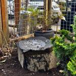 Down to Earths new bird bath, in honor of the shops late owner Maggi Whitaker, is engraved with Maggis Garden.