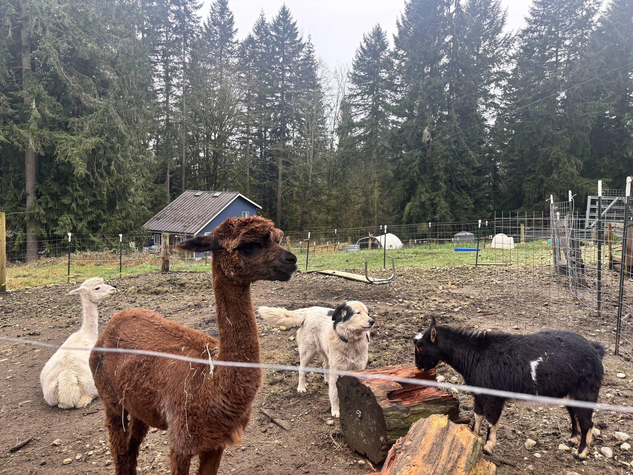 Clear Creek Farm in Duvall has been a place where art and nature meet since the fall of 2024. Photos by Perris Larson