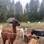 Clear Creek Farm in Duvall has been a place where art and nature meet since the fall of 2024. Photos by Perris Larson