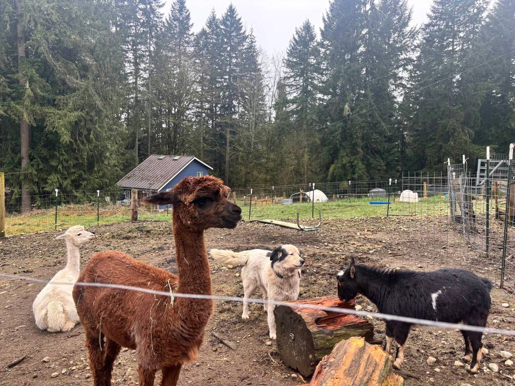 Clear Creek Farm in Duvall has been a place where art and nature meet since the fall of 2024. Photos by Perris Larson