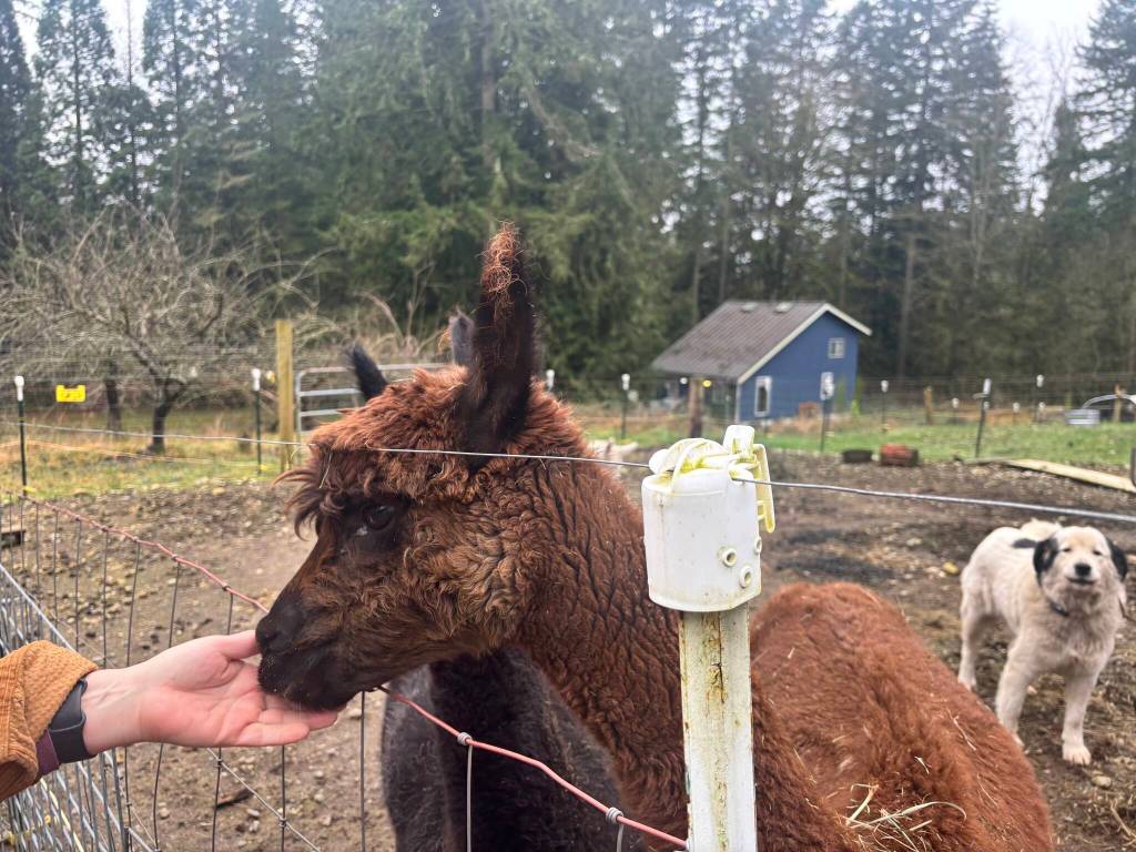 Clear Creek Farm in Duvall has been a place where art and nature meet since the fall of 2024. Photos by Perris Larson