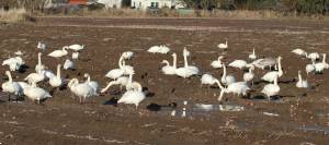Founder of the Northwest Swan Conservation Association, Martha Jordan, will lead a Snoqualmie Valley birding walk to Horseshoe Lake where trumpeter swans overwinter, Feb. 15, 2025. Photo courtesy of the Northwest Swan Conservation Association