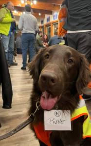 Puzzle the K9. Photo by Ben Klassen