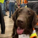 Puzzle the K9. Photo by Ben Klassen