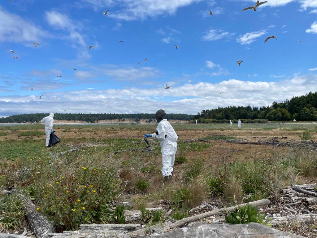 Washington Department of Fish and Wildlife staff clean up Caspian tern carcasses during the bird flu outbreak on Rat Island in Jefferson County, 2023. Photo courtesy of Katherine Haman