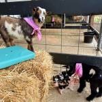 Baby goats and piglets at the Plucky Palamino Petting Zoo, March 8, 2025. (Grace Gorenflo/Valley Record)