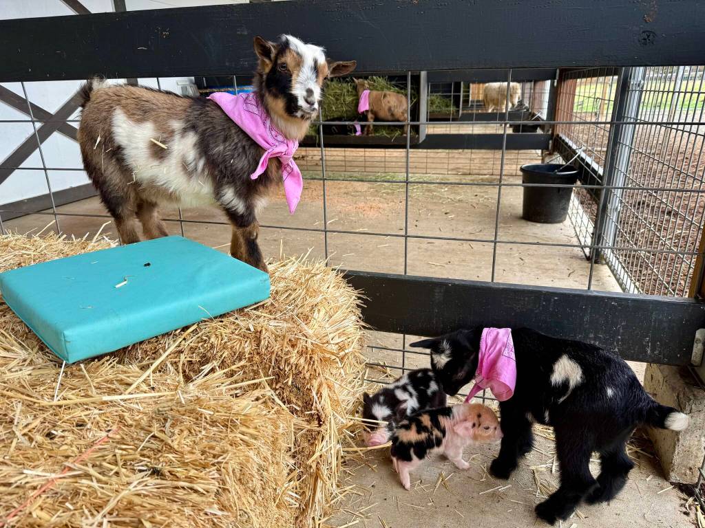 Baby goats and piglets at the Plucky Palamino Petting Zoo, March 8, 2025. (Grace Gorenflo/Valley Record)