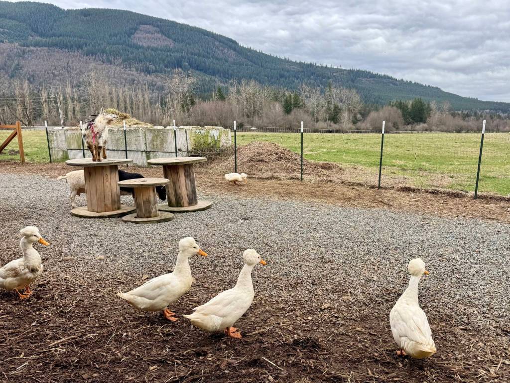 Feral Woman Farms Crested ducks and goats roam at Tollgate Farm Park, March 8, 2025. Grace Gorenflo/Valley Record