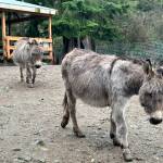 Mini-donkeys at Enchanted Farms in Duvall. Photo by Perris Larson