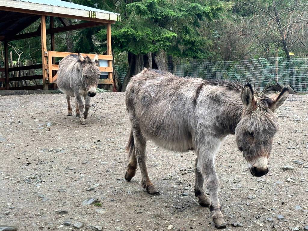 Mini-donkeys at Enchanted Farms in Duvall. Photo by Perris Larson