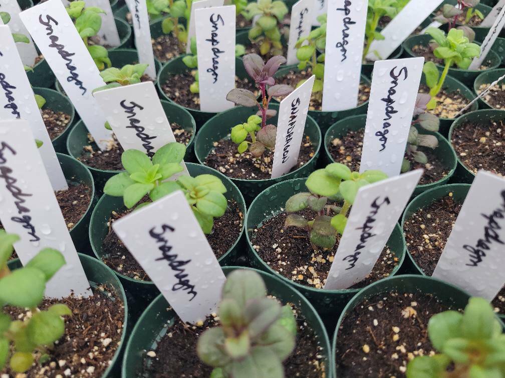 The 2025 Duvall Civic Club plant sale. Photo courtesy of Duvall Civic Club