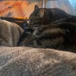 Bella, one of the familys cats, survived the fire. Photo courtesy of Bailey Denman