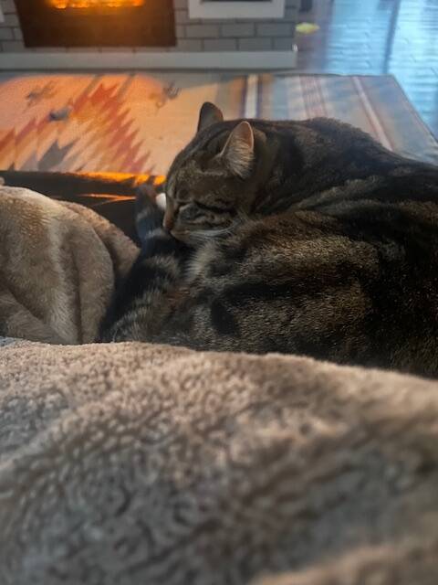 Bella, one of the familys cats, survived the fire. Photo courtesy of Bailey Denman