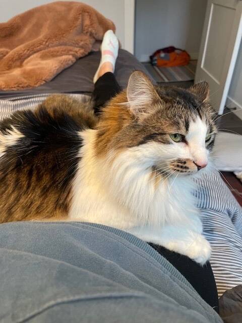 Patches, one of the familys cats, was lost in the fire. Photos of courtesy of Bailey Denman