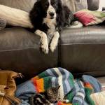 Their family dog, Nellie, succumbed to her injuries from the fire.