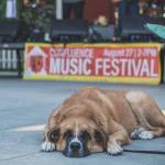Everyone is welcome at Downtown Issaquah Associations Summer music fest! Photo courtesy of Downtown Issaquah Association.