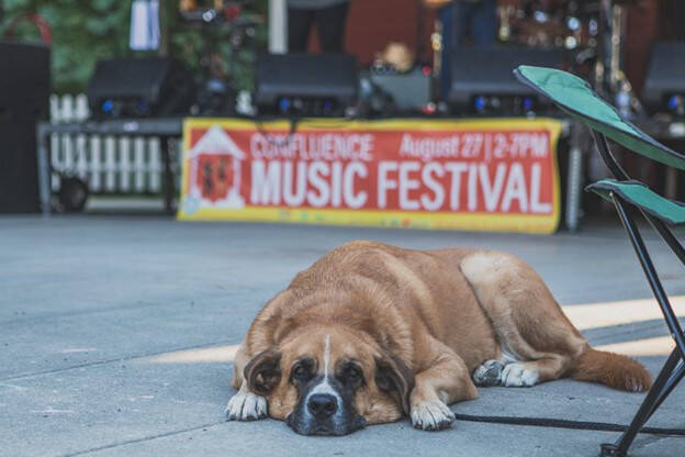 Everyone is welcome at Downtown Issaquah Associations Summer music fest! Photo courtesy of Downtown Issaquah Association.