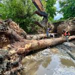 Large pieces of wood are prepared for installation into the Issaquah Creek in-stream restoration project with chain being attached, June 20, 2025. The creek has been diverted from this area while work is taking place to preserve water quality. Photo courtesy of the Mountains to Sound Greenway Trust