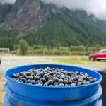 A bucket of freshly picked blueberries in front of Mount Si. Photo courtesy of Bybee Farms