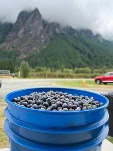 A bucket of freshly picked blueberries in front of Mount Si. Photo courtesy of Bybee Farms