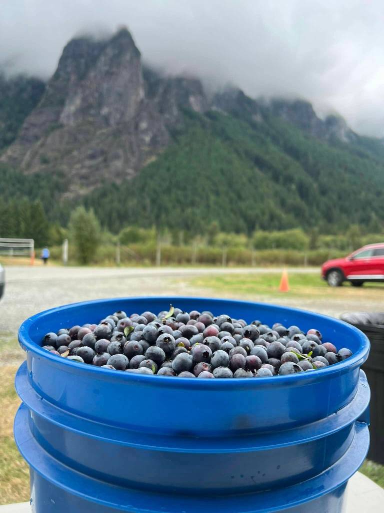 A bucket of freshly picked blueberries in front of Mount Si. Photo courtesy of Bybee Farms