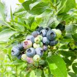 Blueberries growing on the bush in preparation for blueberry picking. Photo courtesy of Fable Farm