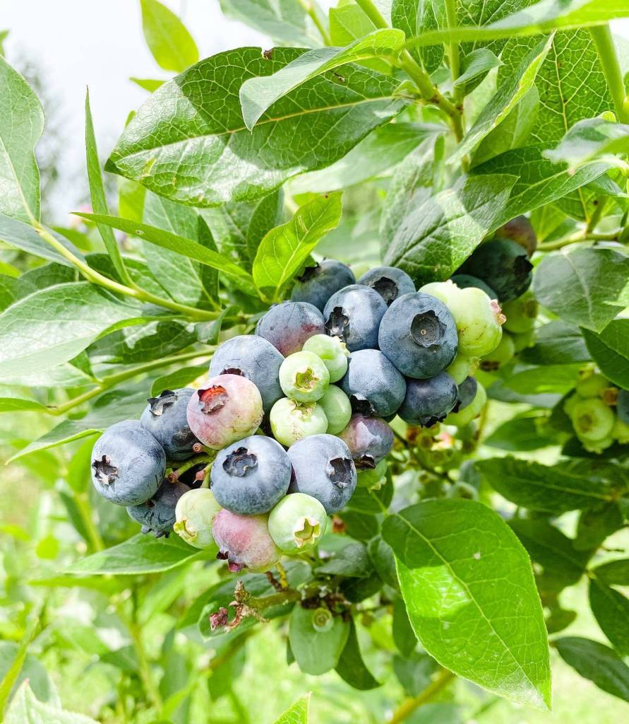 Blueberries growing on the bush in preparation for blueberry picking. Photo courtesy of Fable Farm