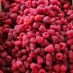 Freshly picked raspberries. Photo courtesy of Harvold Berry Farm