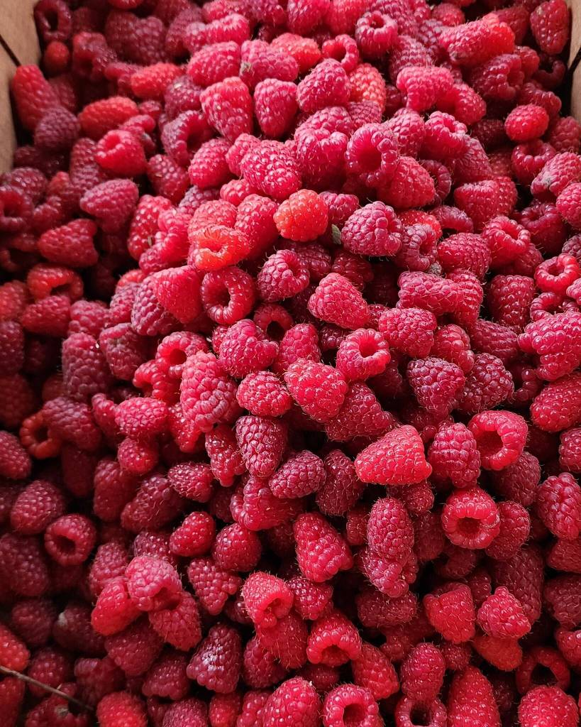 Freshly picked raspberries. Photo courtesy of Harvold Berry Farm