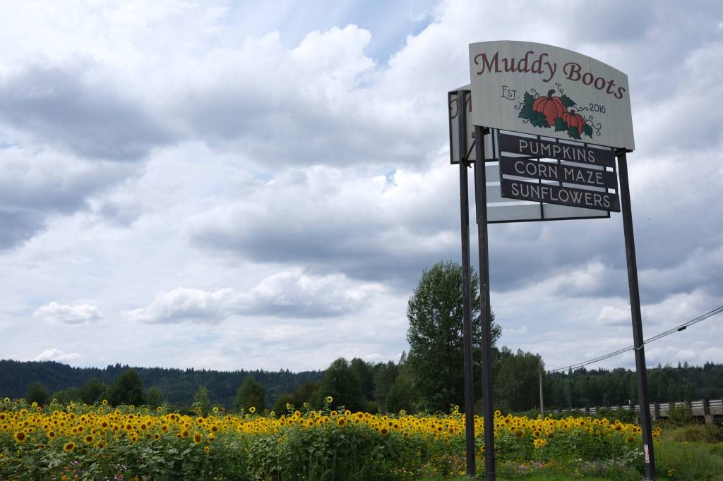 Muddy Boots farm in Duvall is open for sunflower season, Aug. 18, 2025. (Grace Gorenflo/Valley Record)