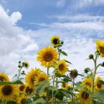 Sunflowers in the fields at Muddy Boots farm in Duvall, Aug. 18, 2025. (Grace Gorenflo/Valley Record)