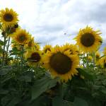Sunflowers in the fields at Muddy Boots farm in Duvall, Aug. 18, 2025. (Grace Gorenflo/Valley Record)