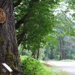A cedar round hanging on a maple tree marks the beginning of the Art in Nature trail walk on the Snoqualmie Valley Trail in Carnation, Aug. 18, 2025. (Grace Gorenflo/Valley Record)