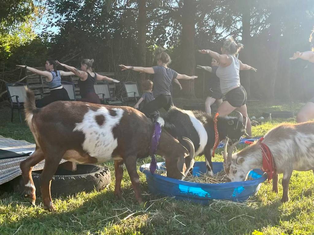 A group does yoga in the field with goats at Katsiki Goat Farm. The next yoga with goats session is Aug. 29. Photo courtesy of Katsiki Goat Farm