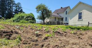 A garden begins to grow outside of the historic Dougherty Farmstead, June 2025. Crops will be available to take home at the Harvest Festival Sept. 13. Photo courtesy of Duvall Historical Society