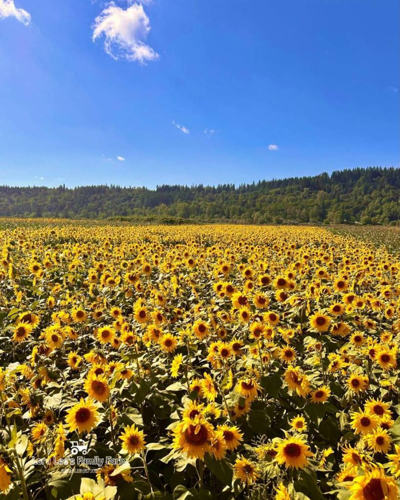 Lora Lees Family Farm during the 2025 sunflower season. Photo courtesy of Lora Lees Family Farm