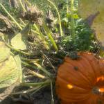 Steel Wheel Farm is at 3701 324th Ave. SE, Fall City. Photos by Perris Larson/For the Valley Record