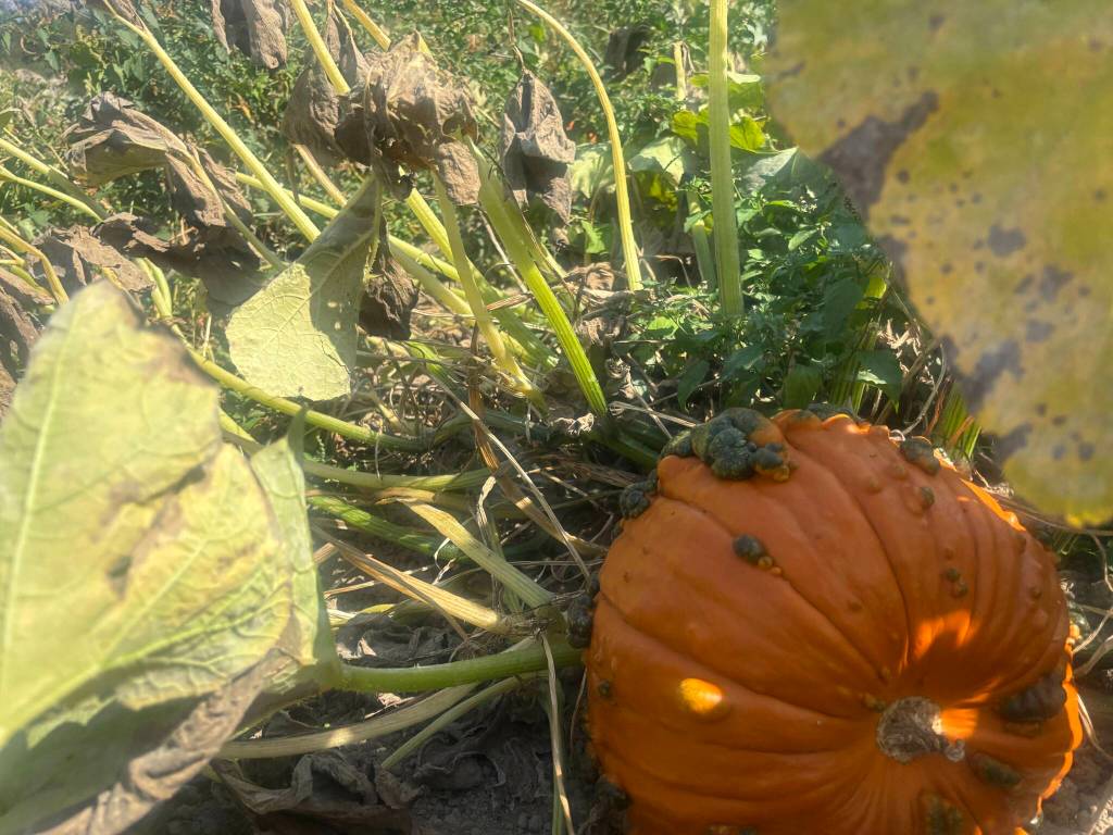 Steel Wheel Farm is at 3701 324th Ave. SE, Fall City. Photos by Perris Larson/For the Valley Record