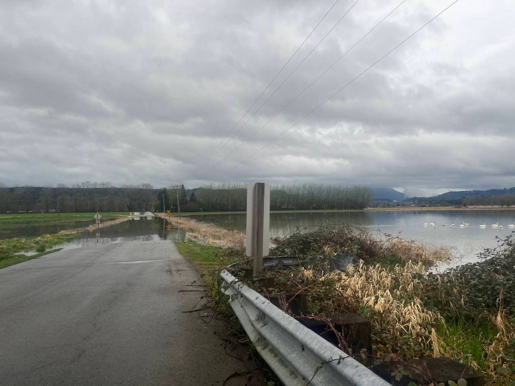 Swans are seen hanging out in flood waters near Fall City on March 27, 2025. Photo courtesy of Regina Fletcher/Floodzilla
