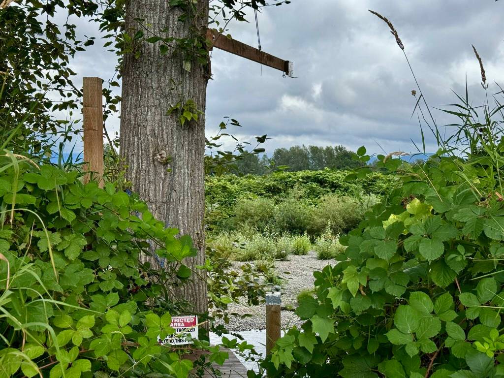 A Floodzilla gauge near Fall City, Aug. 6, 2025. A mechanism was made for the gauge to hang over the Snoqualmie River and still be accessible to the Floodzilla team. (Grace Gorenflo/Valley Record)