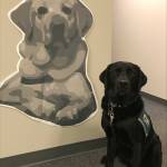 Errol is retiring as a courthouse dog. Courtesy photo