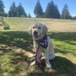 Bella is one of the Pledge-A-Pup dogs at Northwest Battle Buddies. Photos courtesy of Northwest Battle Buddies