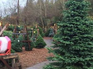 Christmas trees for sale at Novelty Hill Farm. Photo courtesy of Novelty Hill Farm
