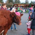 Carnation cow Red Velvet and owner Bob McAllister (left) walked two miles to attend the holiday event on Bird Street. Kids and adults crowded to pet and snap selfies with the gentle giant. Photos by Aaron Gustafson