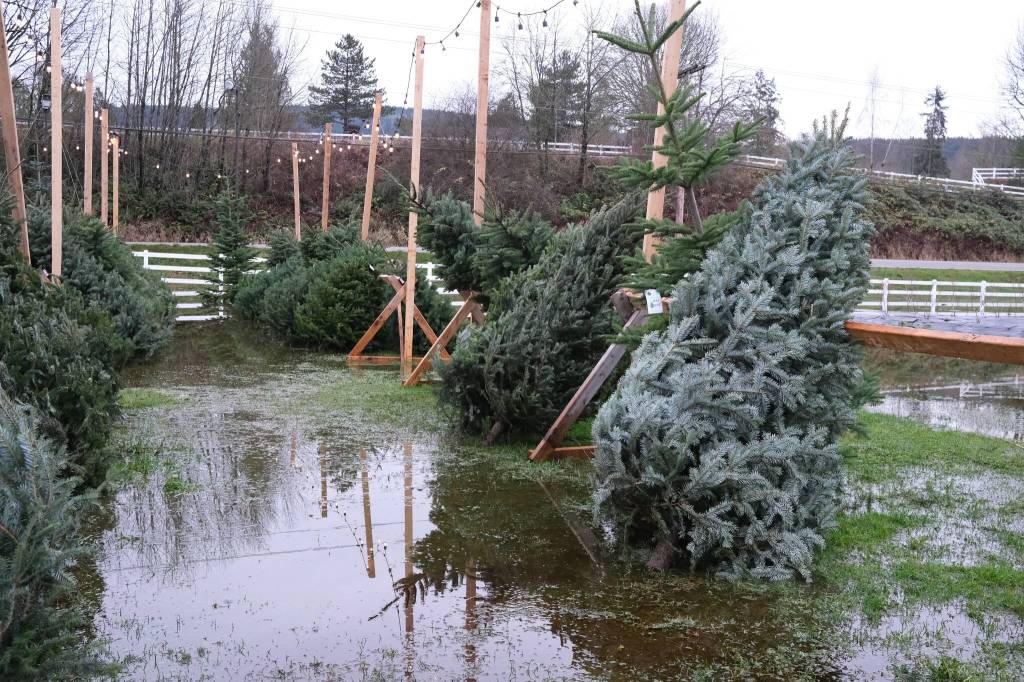 Christmas trees for sale sit in flood waters at Celebration Farms in Fall City, Dec. 9, 2025. Grace Gorenflo/Valley Record