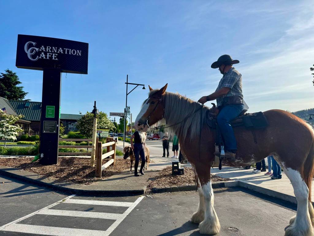 James Lathrop sits atop Adarria the Clydesdale at the ribbon cutting of the Carnation Cafe horse hitch post, June 5, 2025. (Grace Gorenflo/Valley Record)