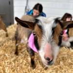 A baby goat at the Plucky Palamino Petting Zoo, March 8, 2025. (Grace Gorenflo/Valley Record)